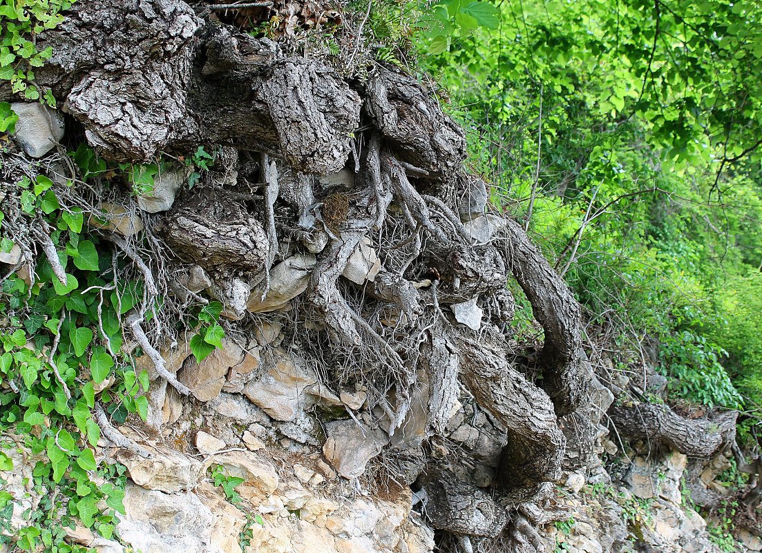 Корни..... - Александр Герасенков