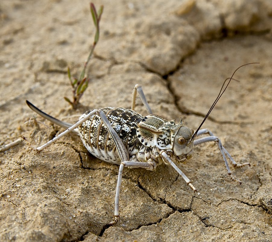 Дамалаканта Вакка. Damalacantha vacca (Fischer de Waldheim, 1846) - Вячеслав 