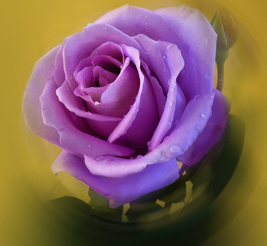 Роза 1 - Владимир Кроливец