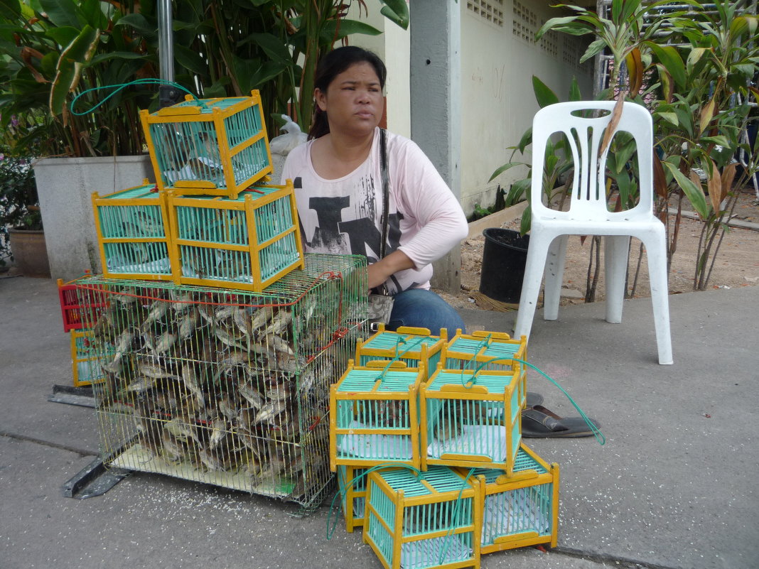 Продавец птиц - Сергей Продавец птиц - Сергей