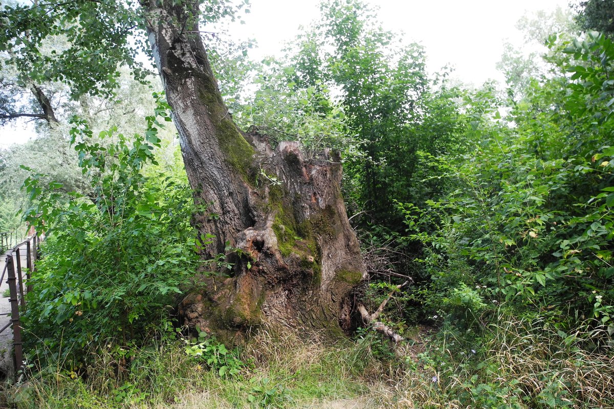 Старый тополь (осокорь). - Олег Афанасьевич Сергеев