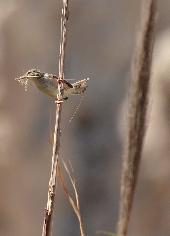 12.05.12 Приния изящная (Prinia gracilis), материал для гнезда - Борис Ржевский