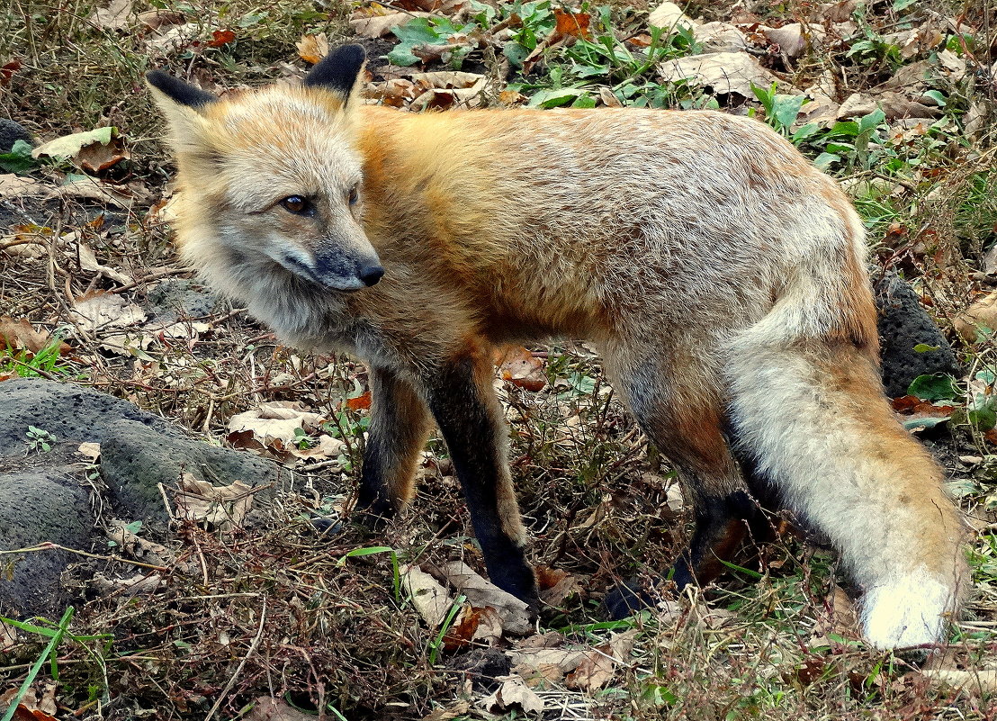 Лиса Алиса - Лилия Гиндулина Лиса Алиса - Лилия Гиндулина