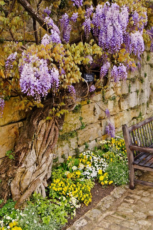 Wisteria Sinensis (1840) - Анатолий Малевский