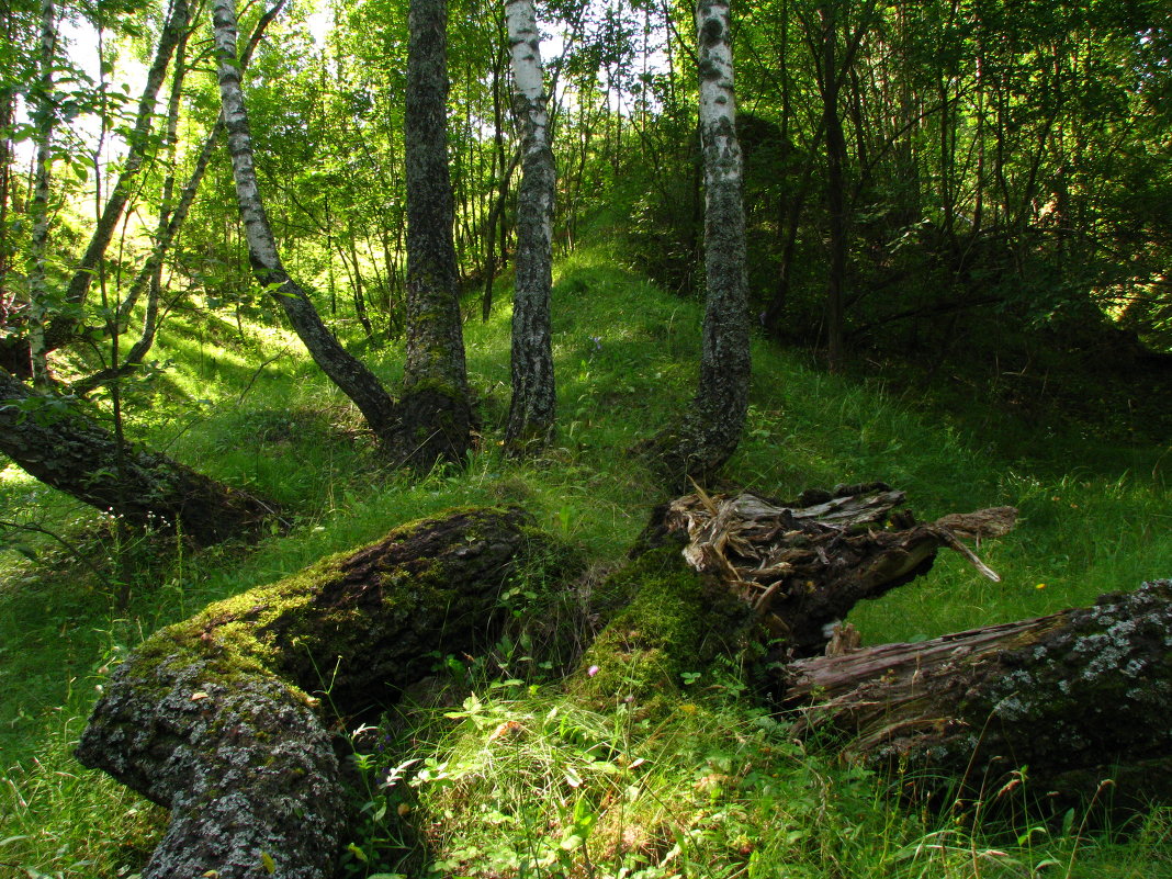 Лес... - Толя Толубеев
