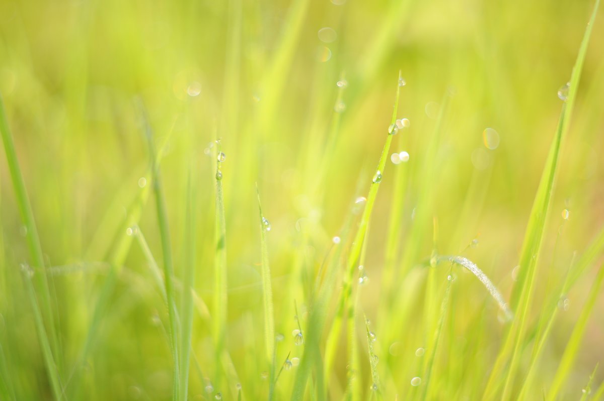 NikonD90+Helios 44-3 - kamo-kam kam