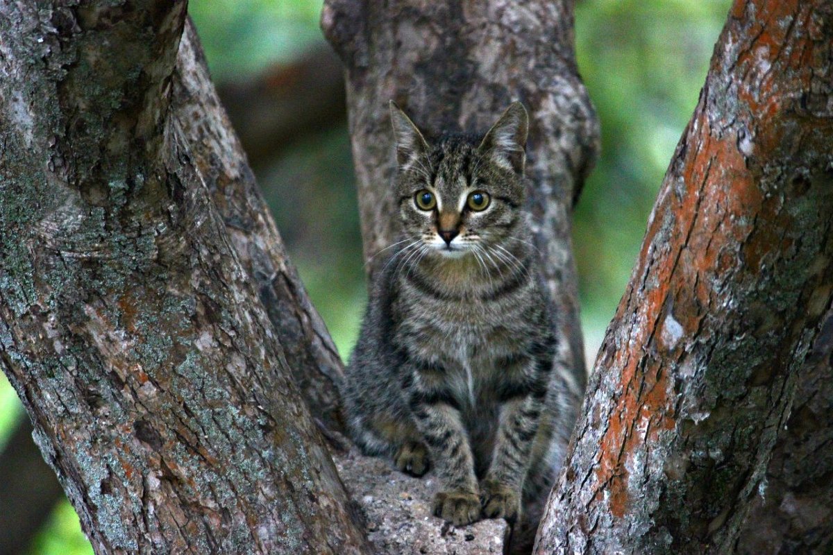 КОТ ХАМЕЛИОН=)) - Олька Никулочкина