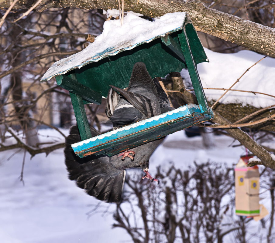 Закон Природы: побеждает сильнейший - Алёна Михеева