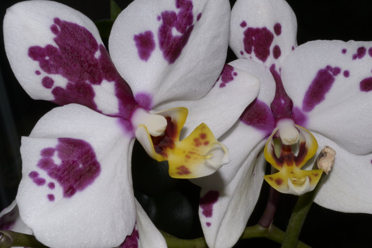 ОРХИДЕЯ - Юрий 