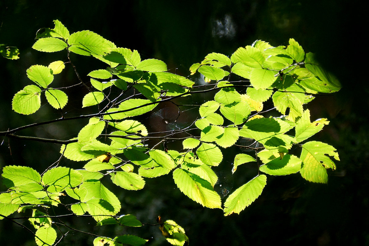 Паутинки... - Галина Кучерина Паутинки... - Галина Кучерина