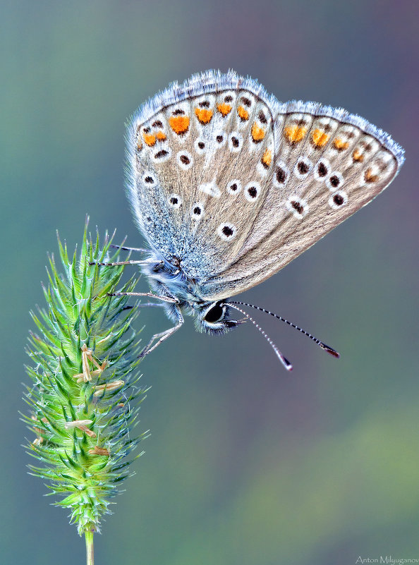 Голубянка бурая (Aricia artaxerxes) - Spaniot .