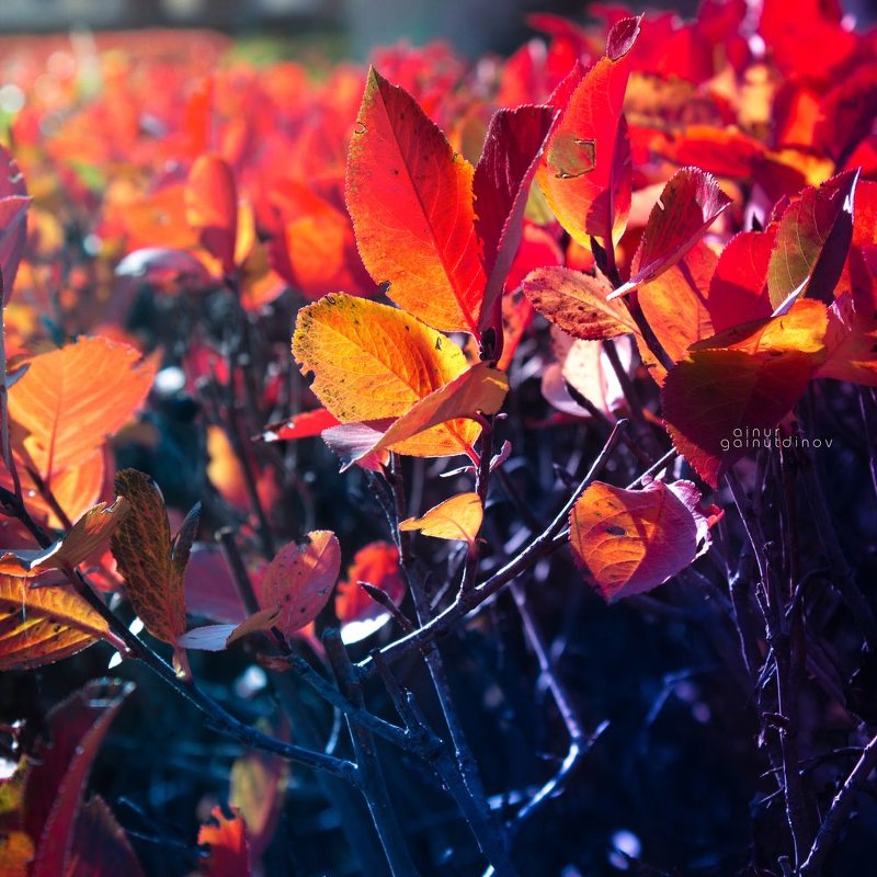 Серия. Последние лепестки - ainur gainutdinov