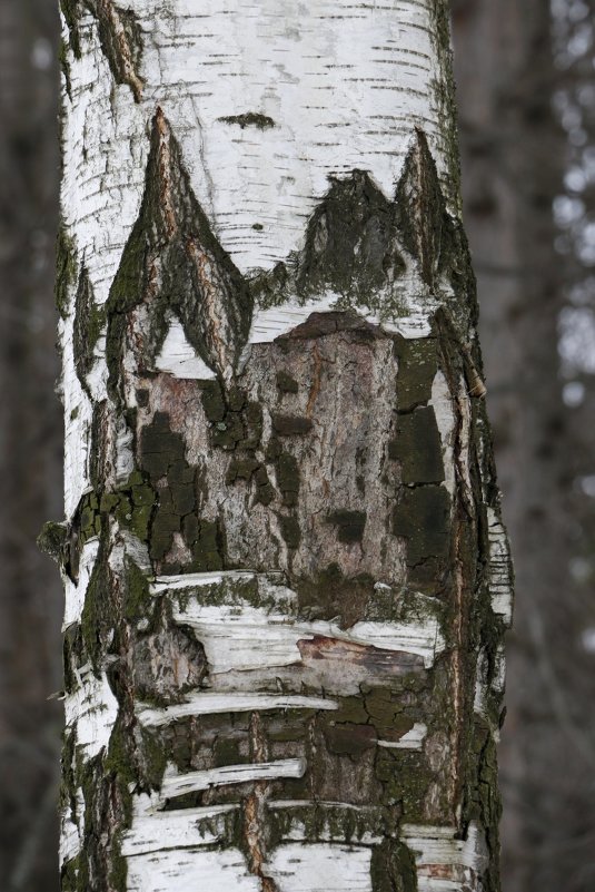 Русская старина - Николай Ефремов