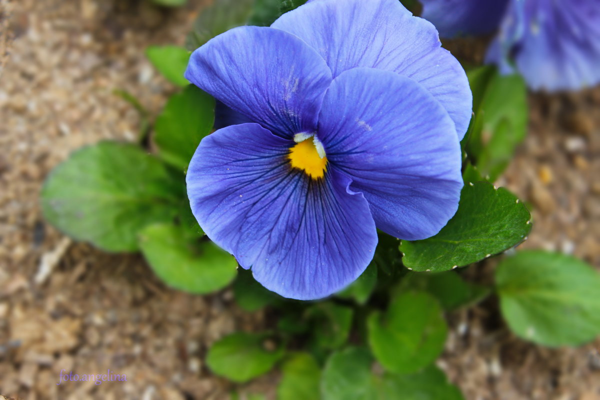 xxx - ангелина гончарук