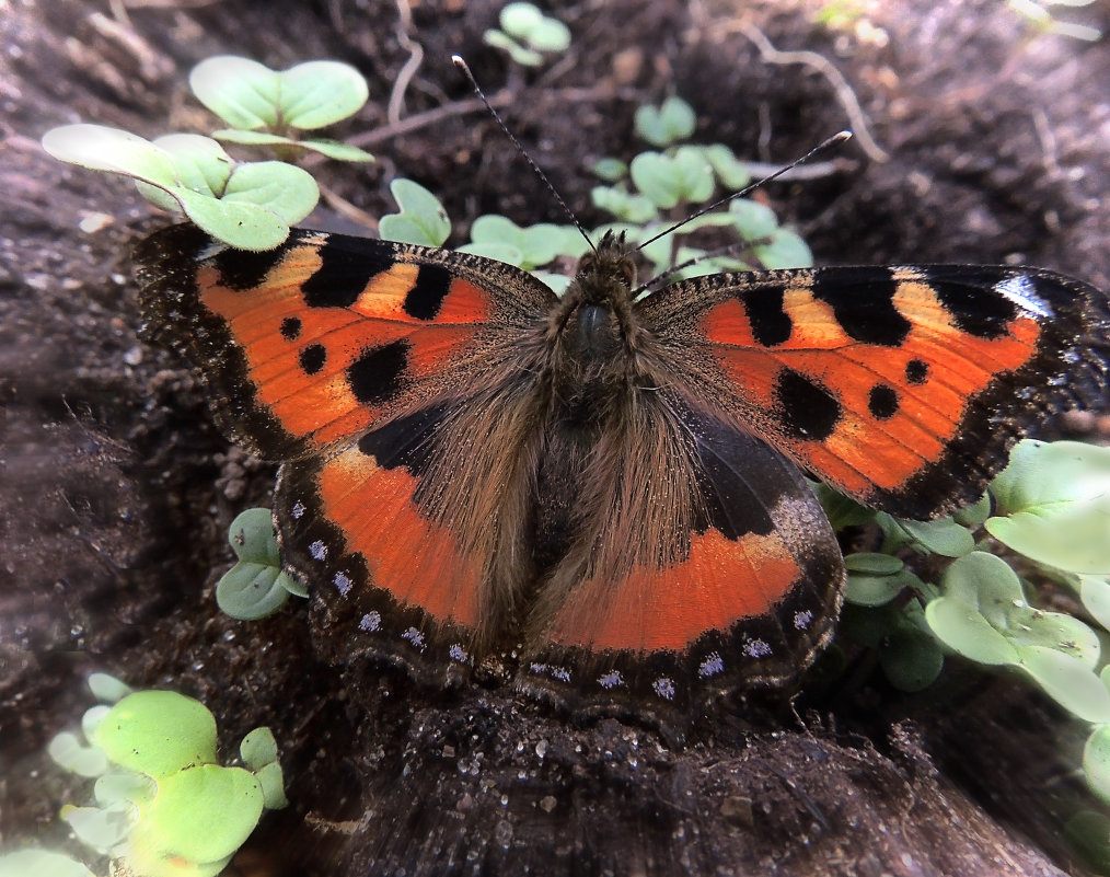 Совершенство - Алёна Михеева Совершенство - Алёна Михеева