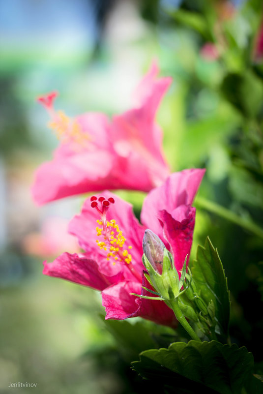 цветы - Евгений Литвинов