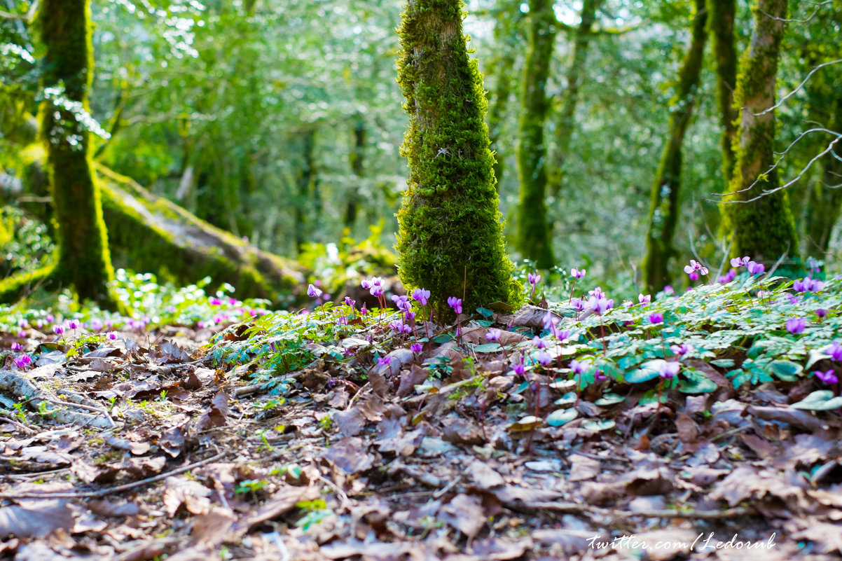 Весенние цветы - Павел Осокин