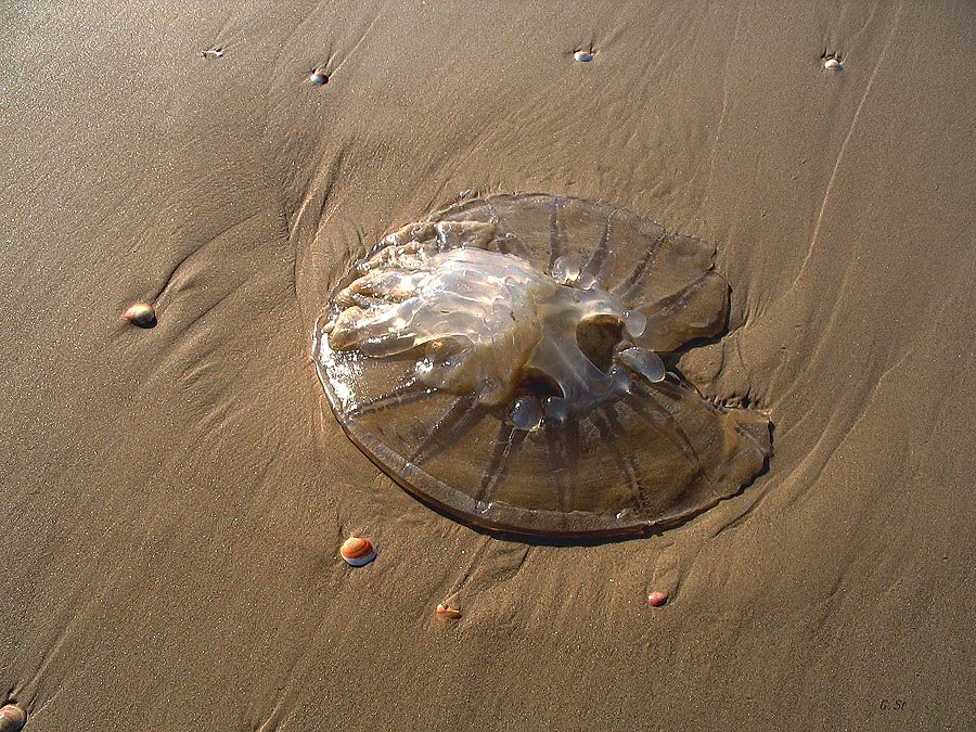 Медуза - Георгий Столяров Медуза - Георгий Столяров