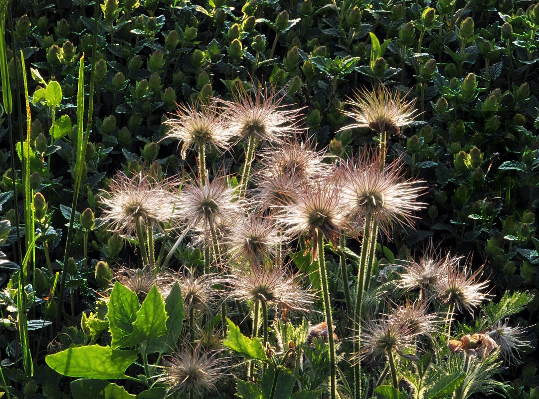 Солнечные - Irina Солнечные - Irina