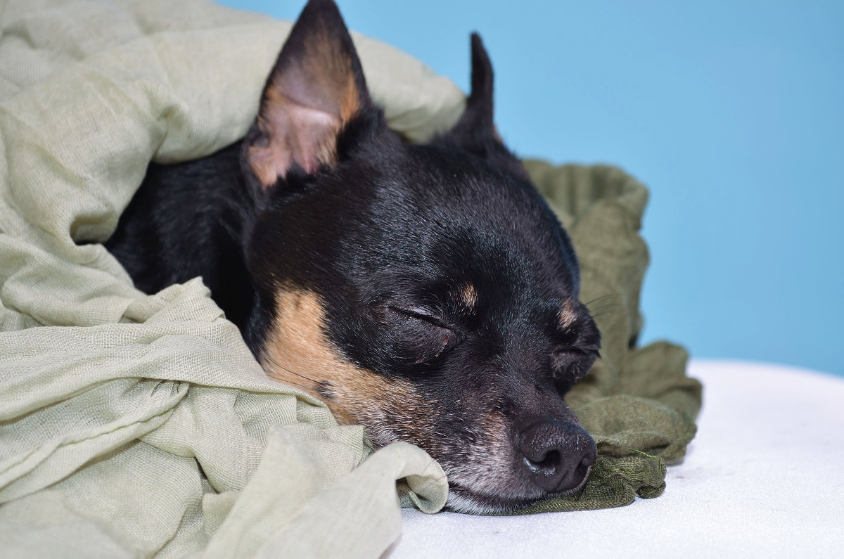 Хартии :3 - Аня Струкова