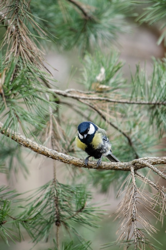 *** - Светлана Тишкова *** - Светлана Тишкова