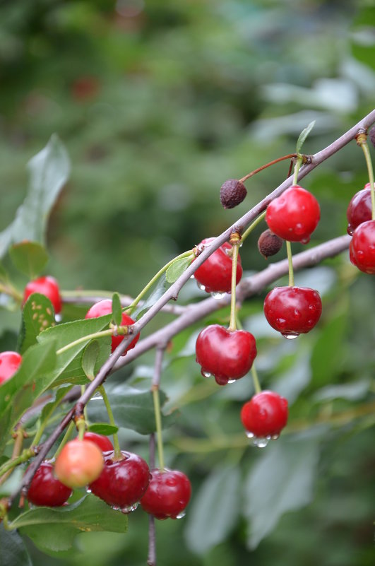 Вишня, вишня, зимняя вишня... - Инна Колесникова Вишня, вишня, зимняя вишня... - Инна Колесникова