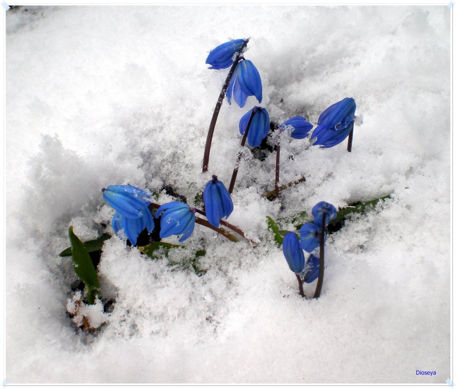 Милашки в снегу - Татьяна Пальчикова Милашки в снегу - Татьяна Пальчикова
