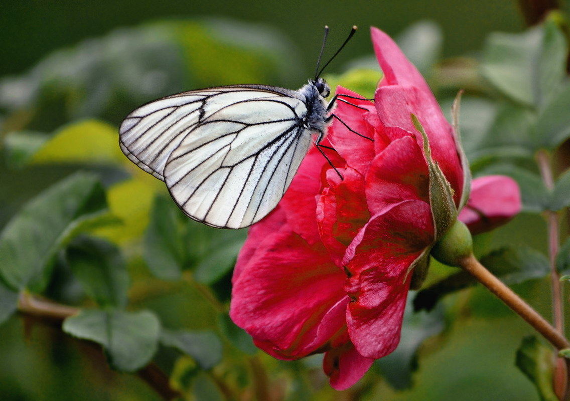Бабочка и роза - Сергей Афонякин
