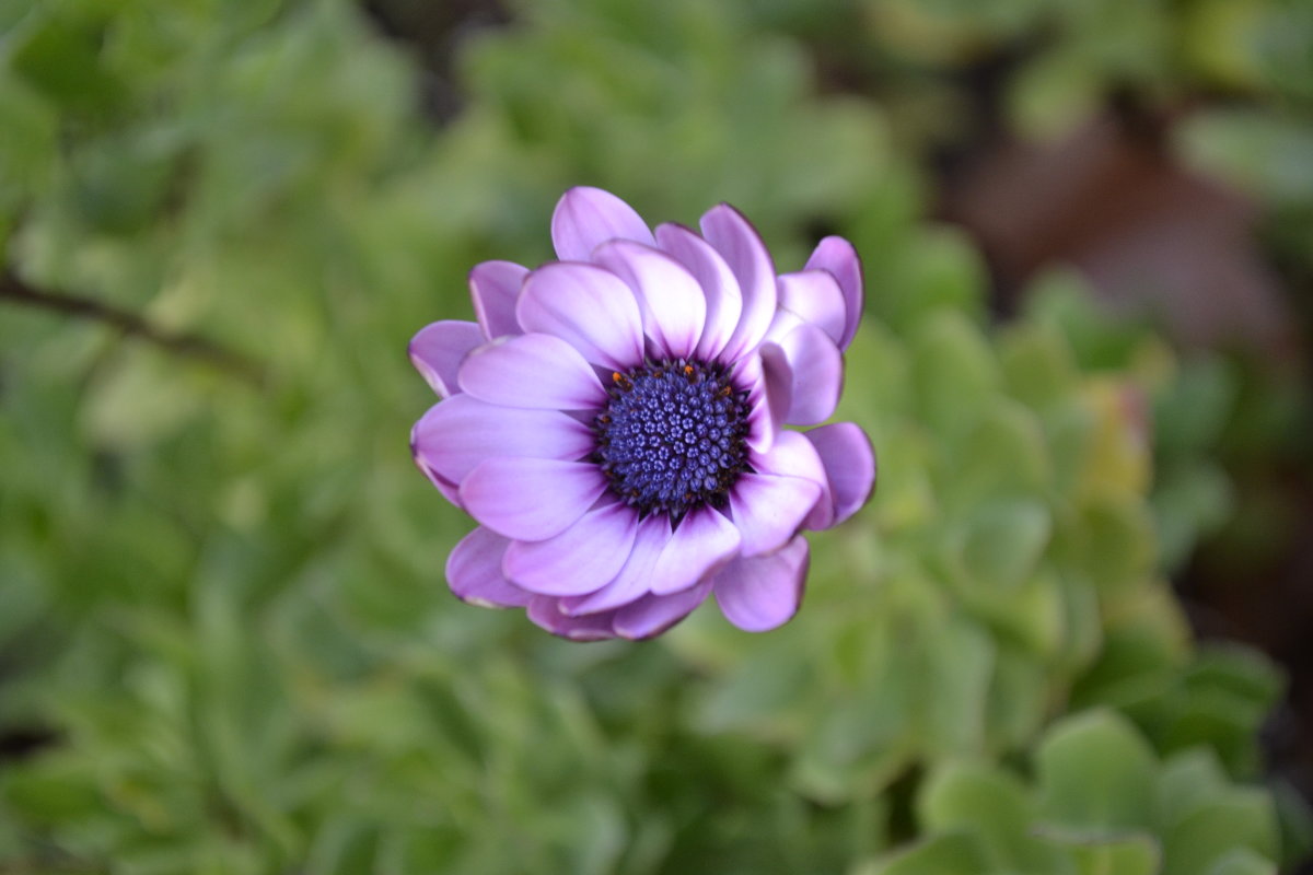 без обработки - Helena AVK