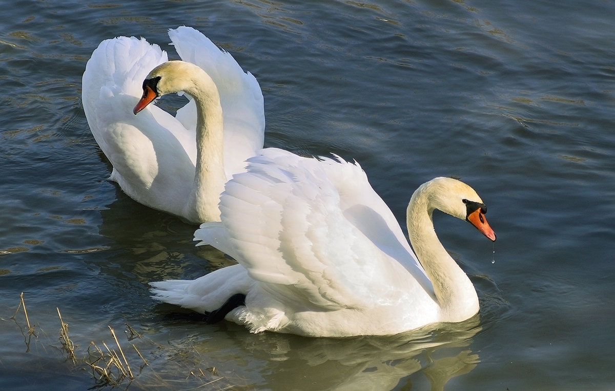 всегда вместе - Владимир Матва