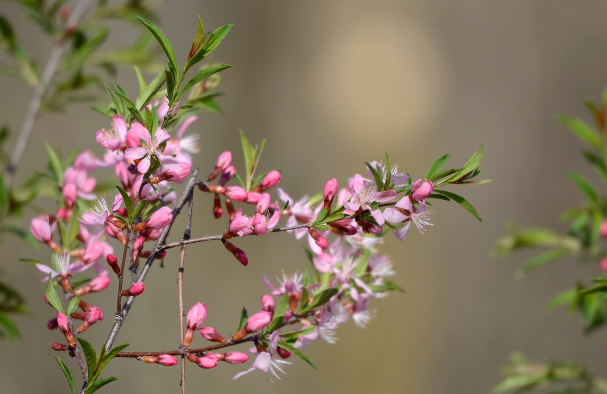 Знаки апреля.... - Александр Грищенко Знаки апреля.... - Александр Грищенко