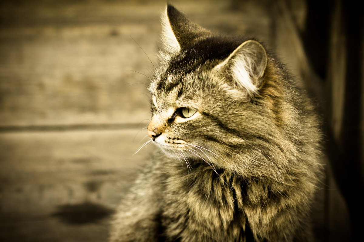 пушок - Ольга 