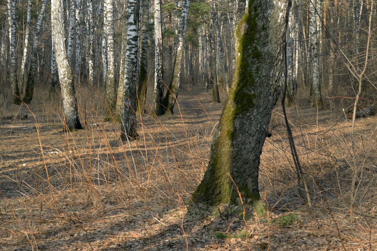 Просто зарисовка. Весна. Новосибирск - Антон Банков