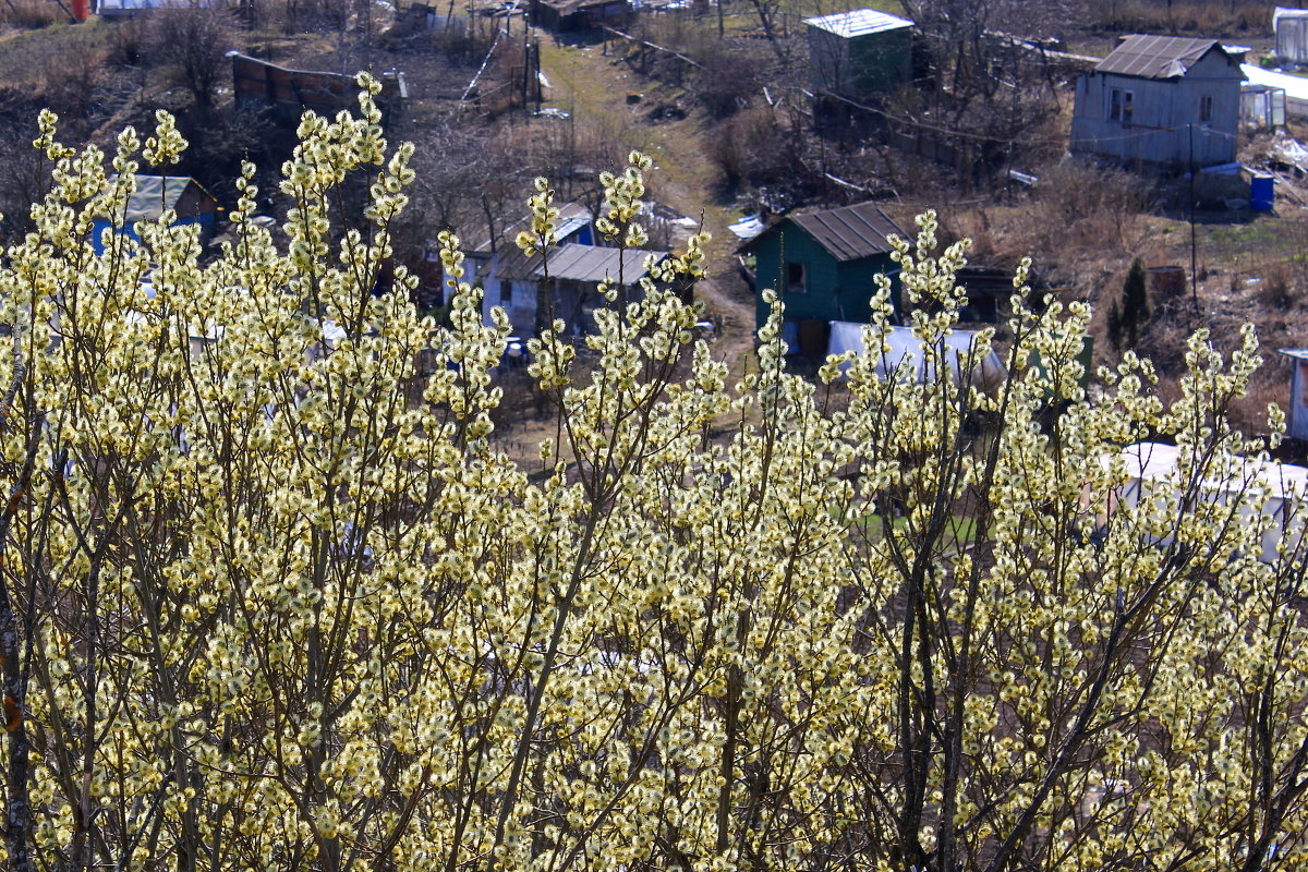 Открытие огородного сезона - Наталья Лунева 