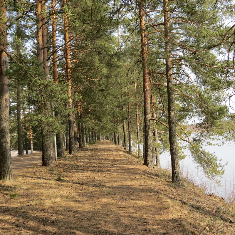 Лес, озеро, весна - Людмила 