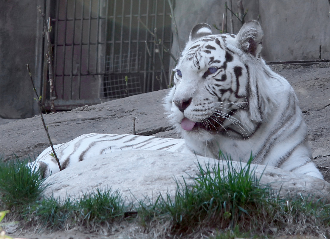 Тигрик - Марина Назарова