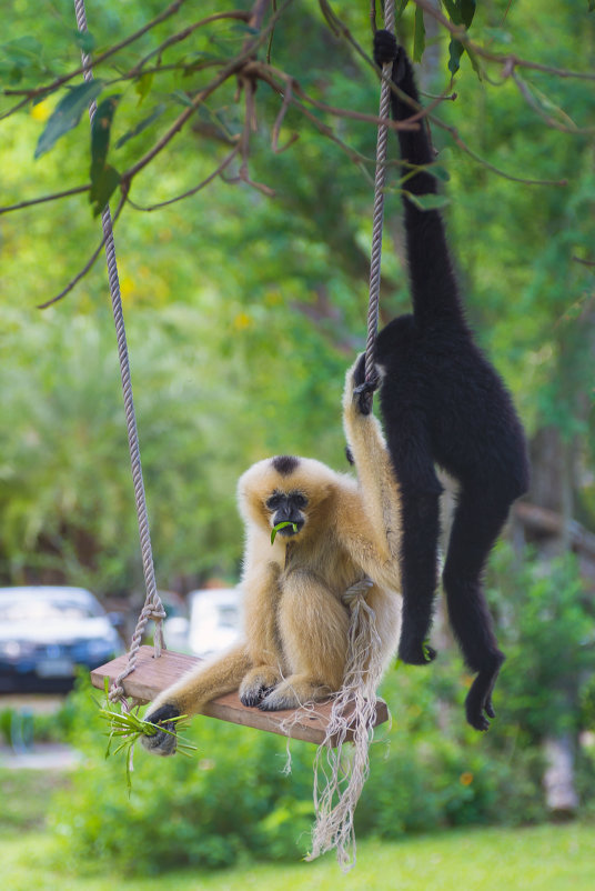 Khao Kheow Zoo - AnnJie Barc