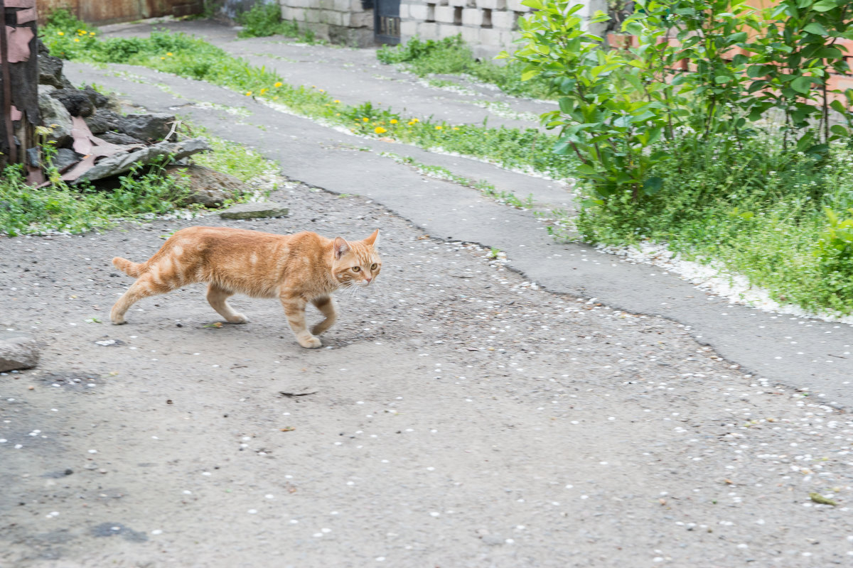 *** - Сергей Волков *** - Сергей Волков