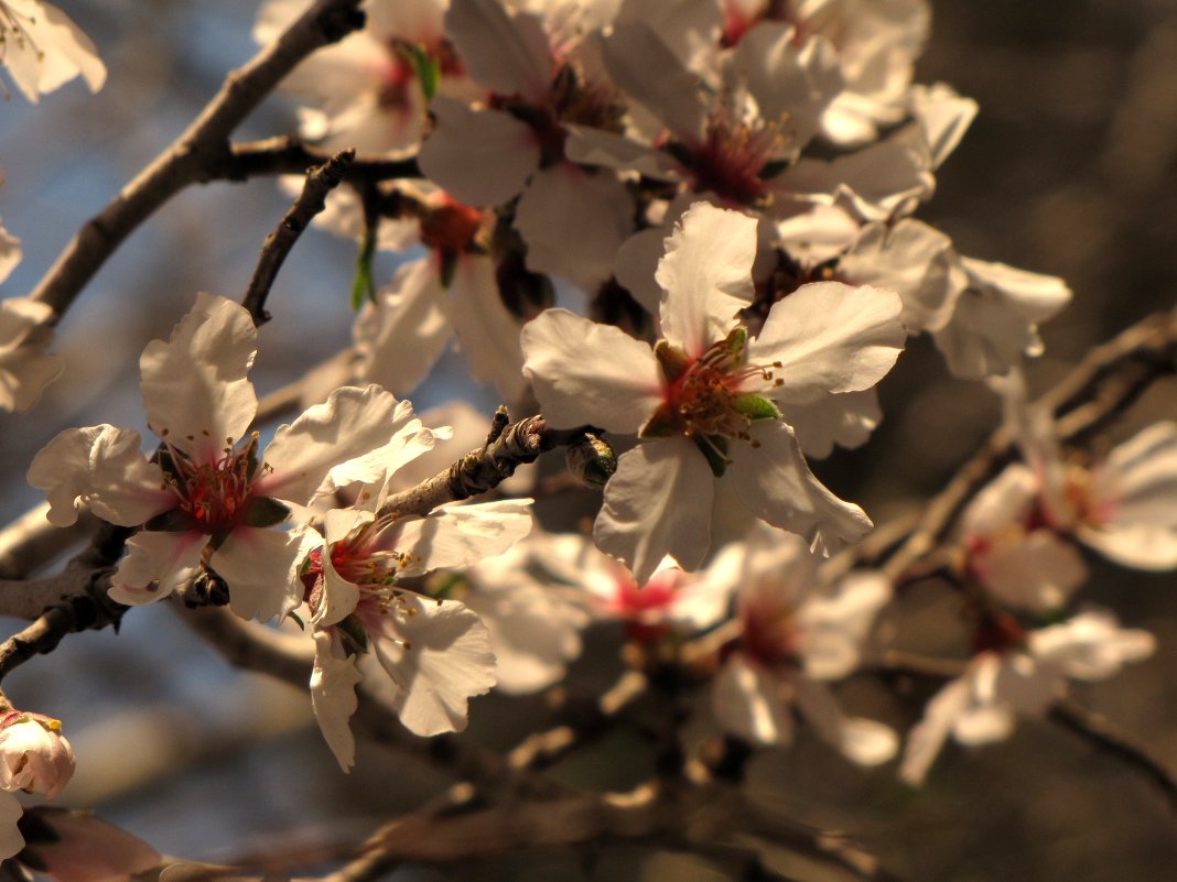 Миндаль цветет - Pnina Chernobelsky