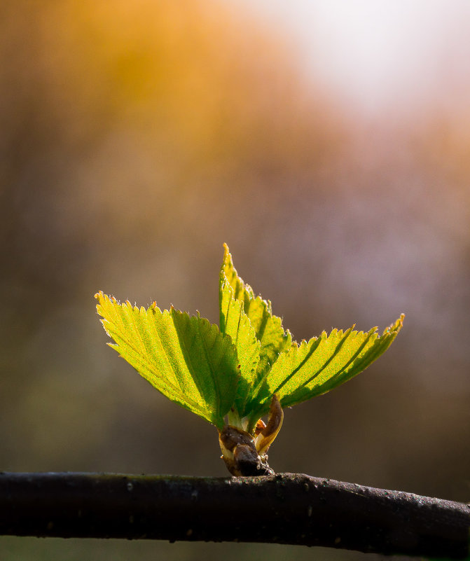 Зарождение - Денис Антонов