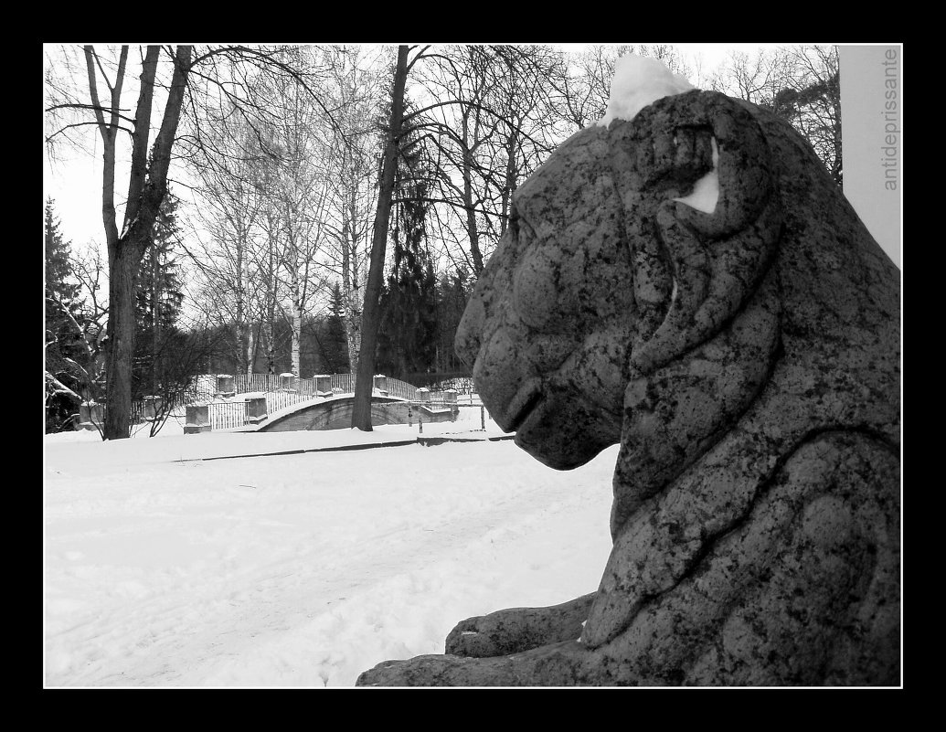 Лев из Павловска - vadim 