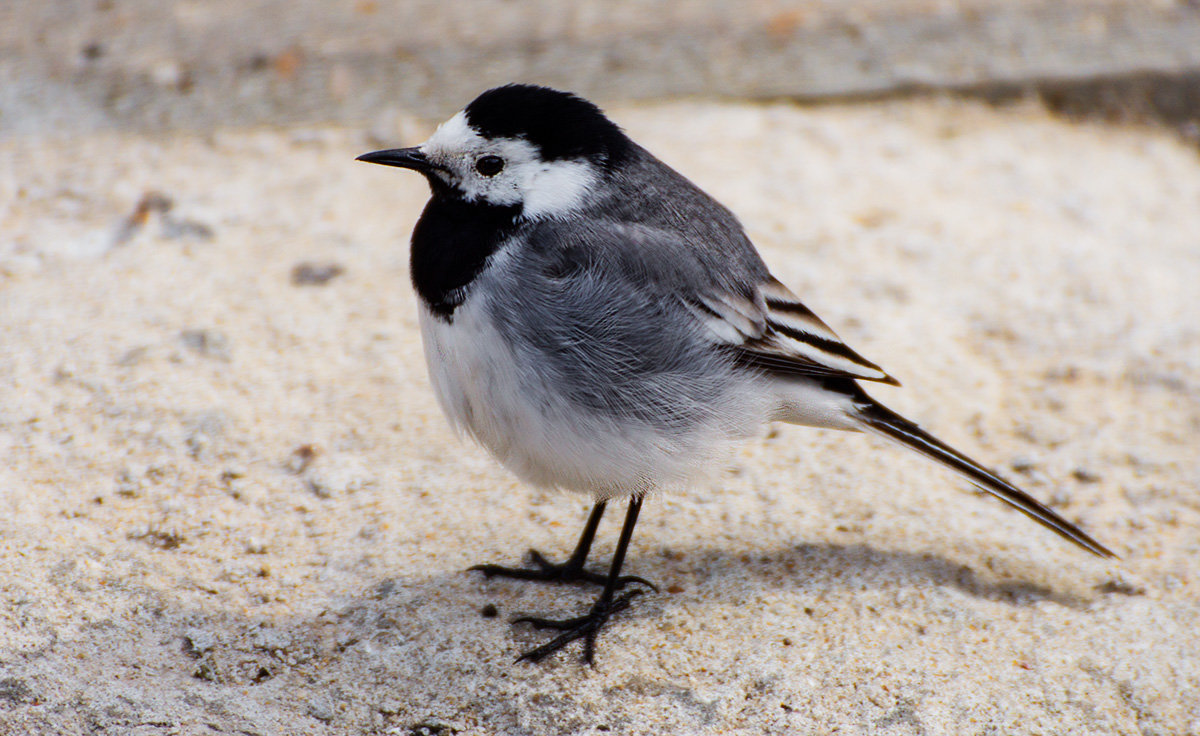 Трясогузка - Александр Табаков Трясогузка - Александр Табаков