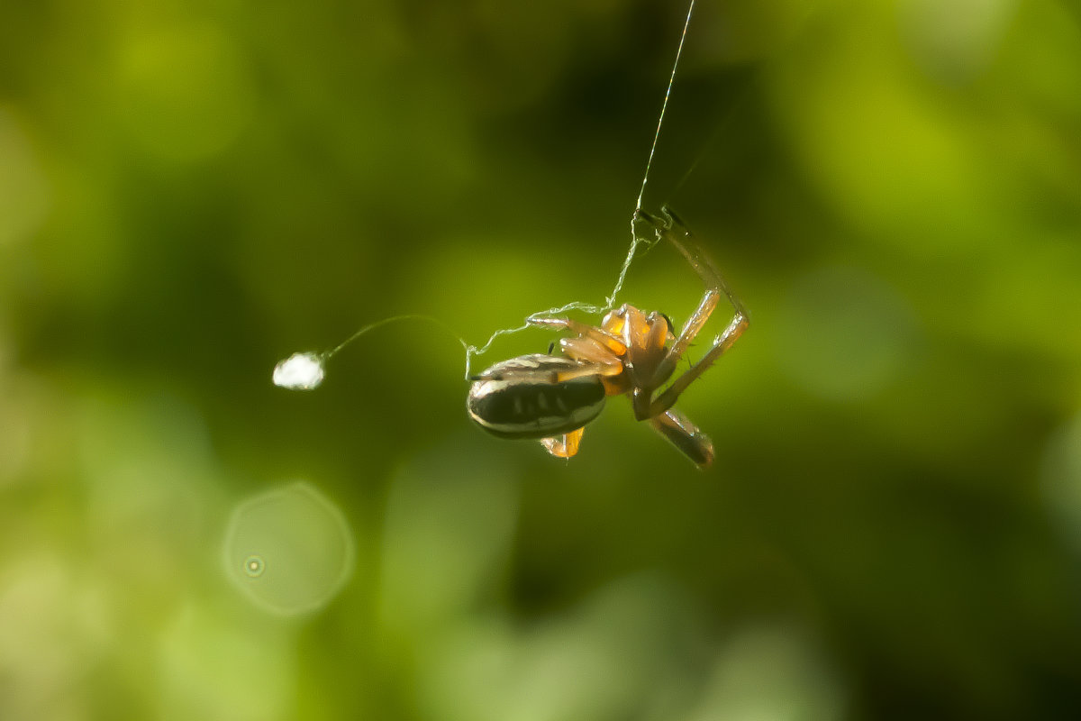 .... - Олег Сахнов .... - Олег Сахнов