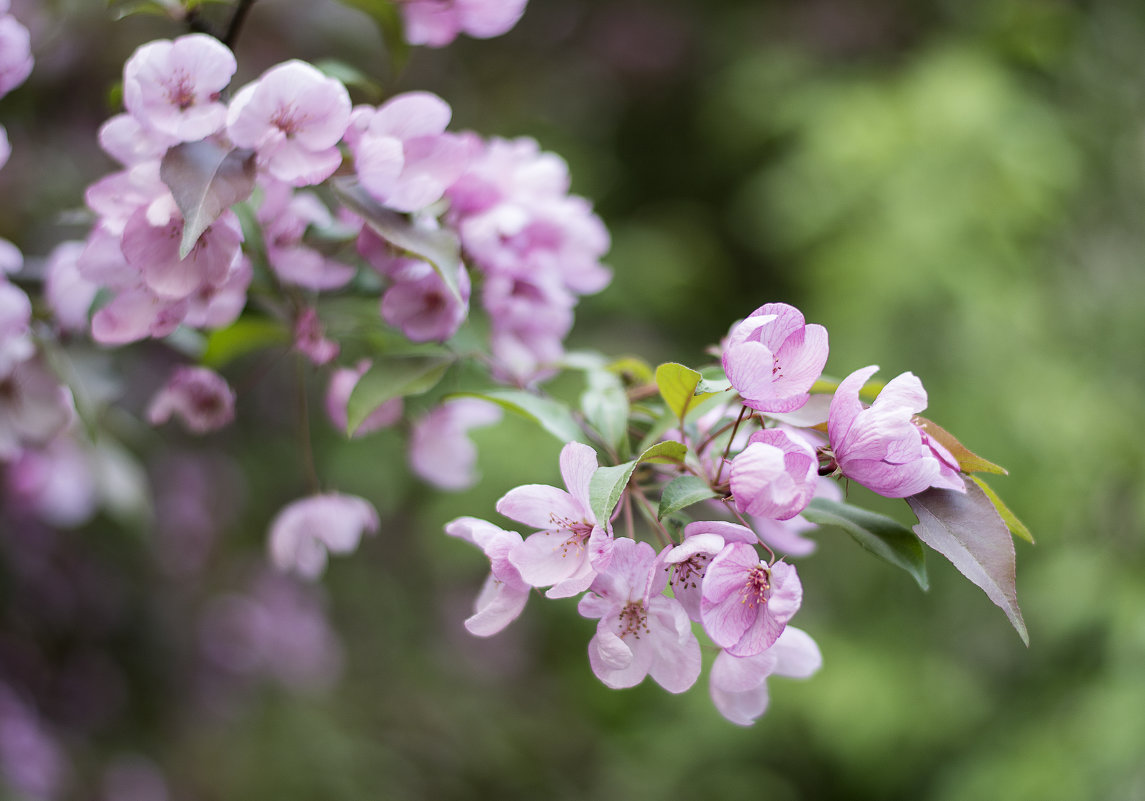 Райские яблоки в цвету - Юрий Никульников Райские яблоки в цвету - Юрий Никульников