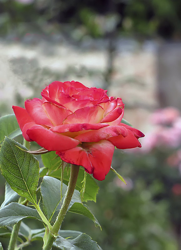 Роза Императрица Фара,флорибунда - Сергей Мягченков