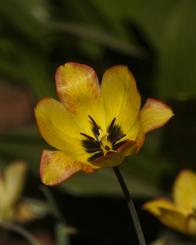 цветочное - gribushko грибушко Николай