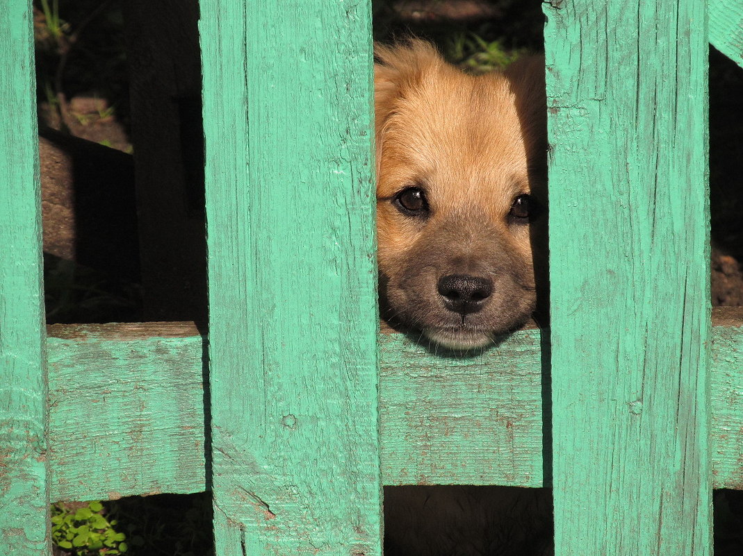 Пустите погулять! - Людмила (Руца) Пустите погулять! - Людмила (Руца)