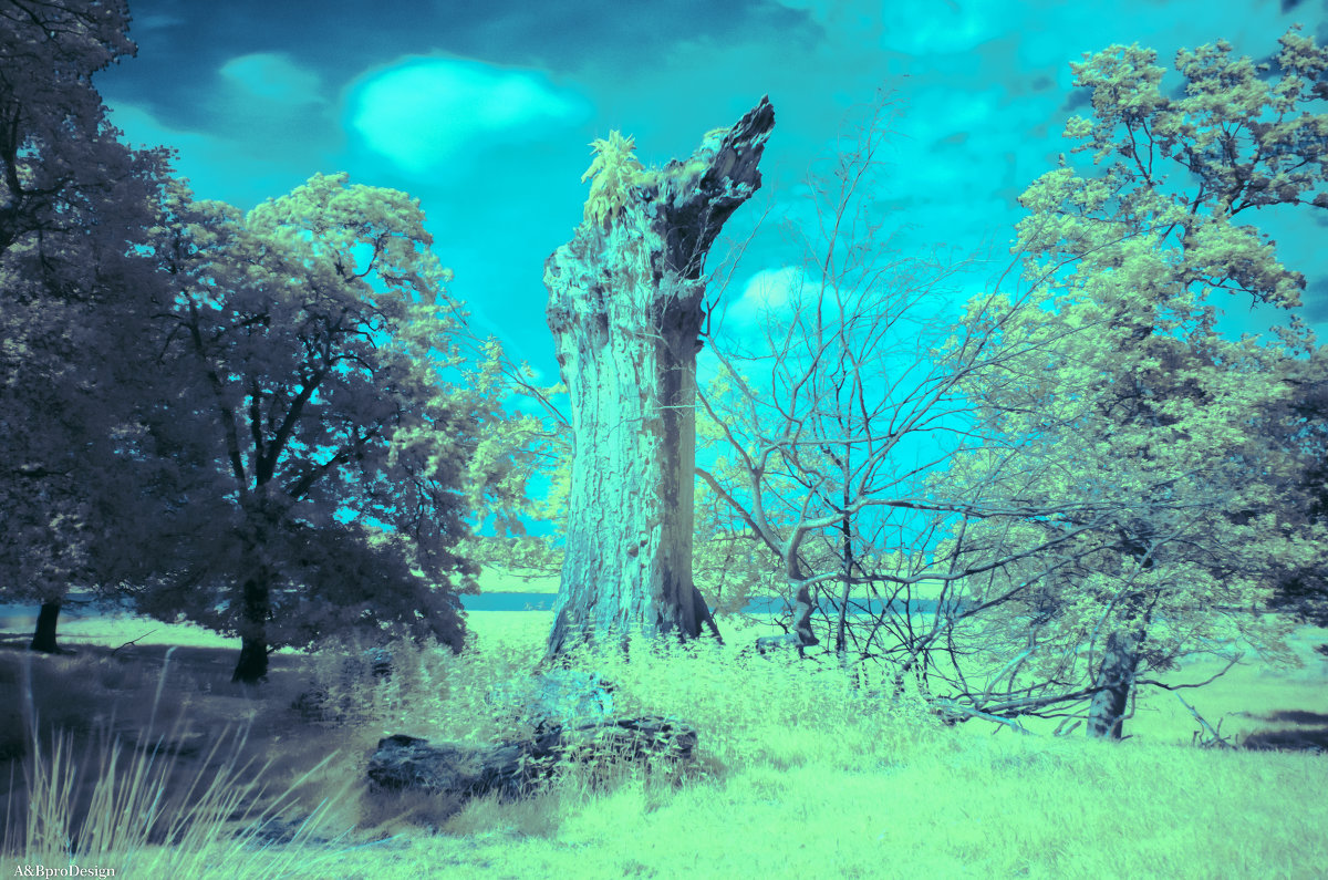 IR_Tree - Boriss Sisojevs