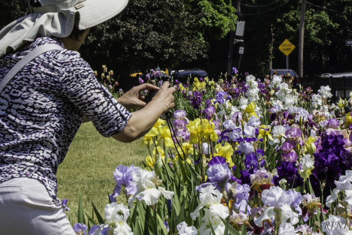 Iris Garden - Irini Pasi