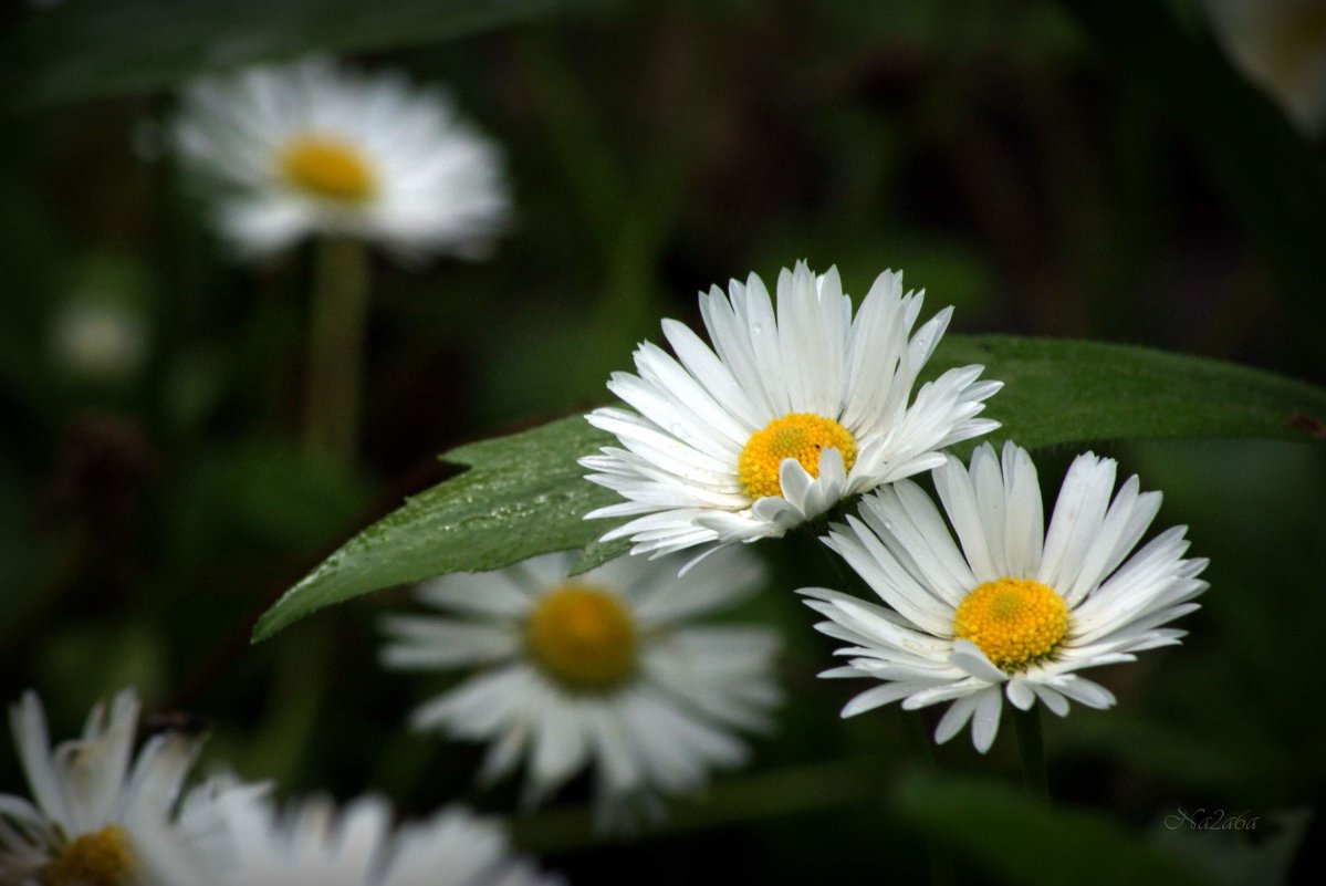 Daisy - Na2a6a N